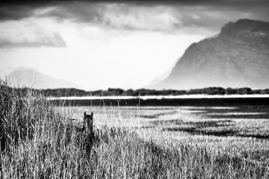 Wild Mare Eating Grass By The Ocean