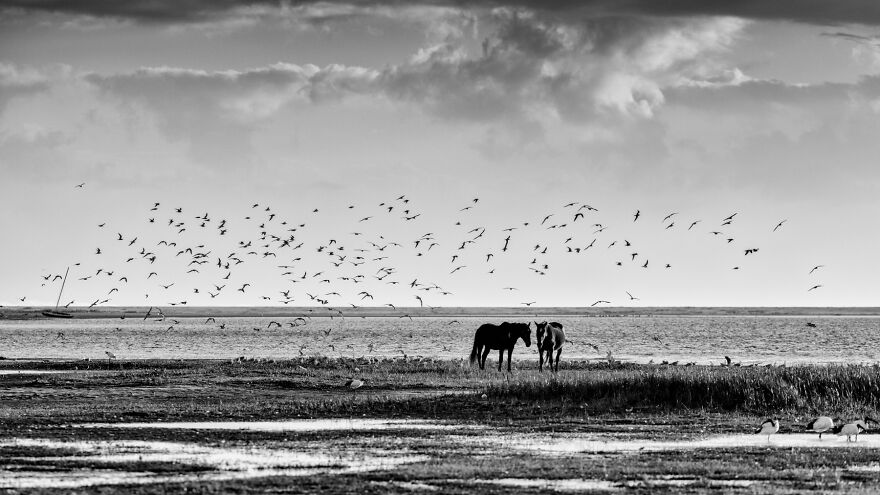 Wild Stallion And Mare By The Ocean
