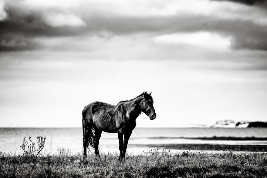 Wild Stallion By The Coast