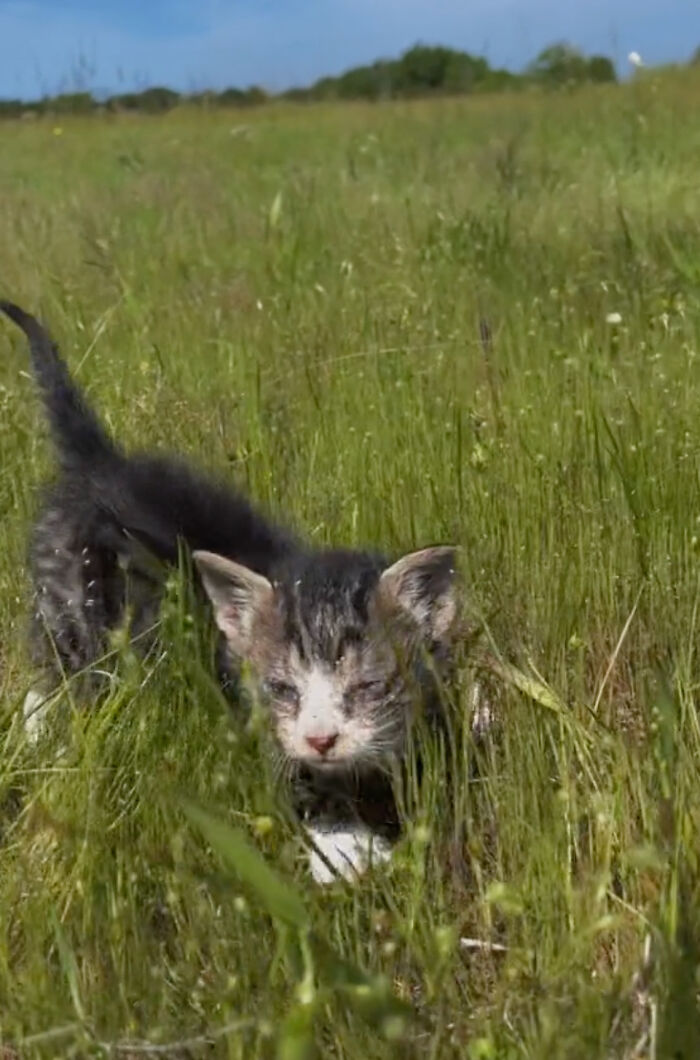 Kitten Wins Hearts Online After Asking To Be Rescued From The Bushes