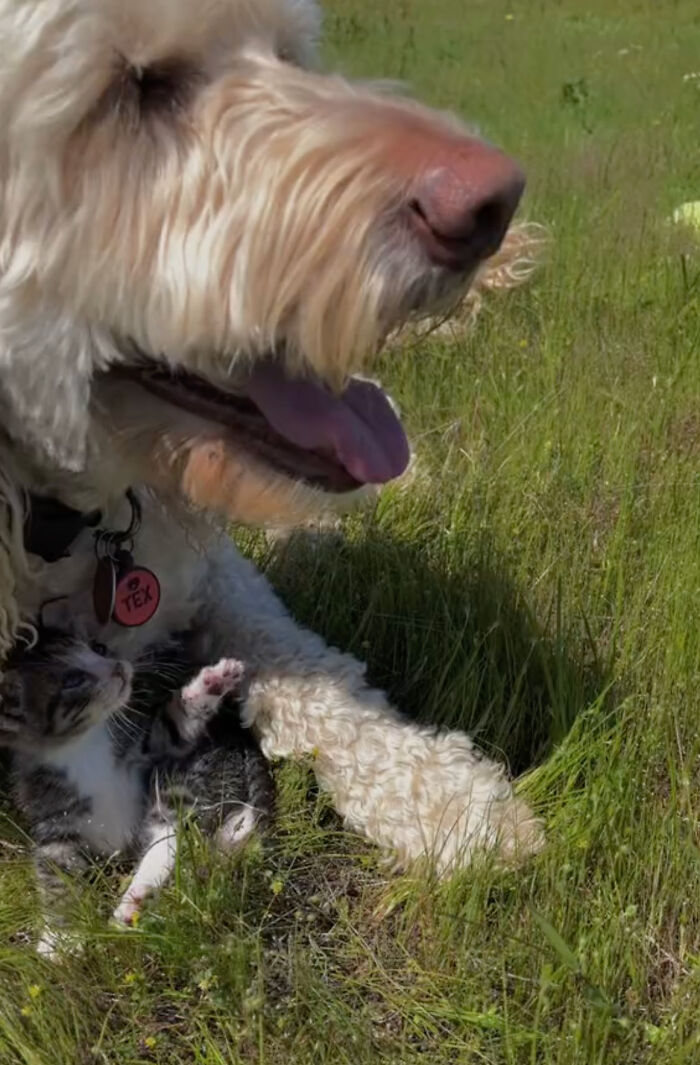Kitten Wins Hearts Online After Asking To Be Rescued From The Bushes