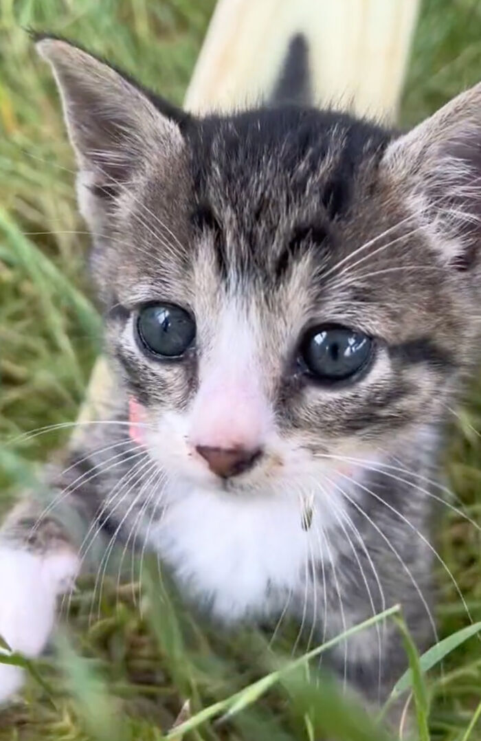 Kitten Wins Hearts Online After Asking To Be Rescued From The Bushes