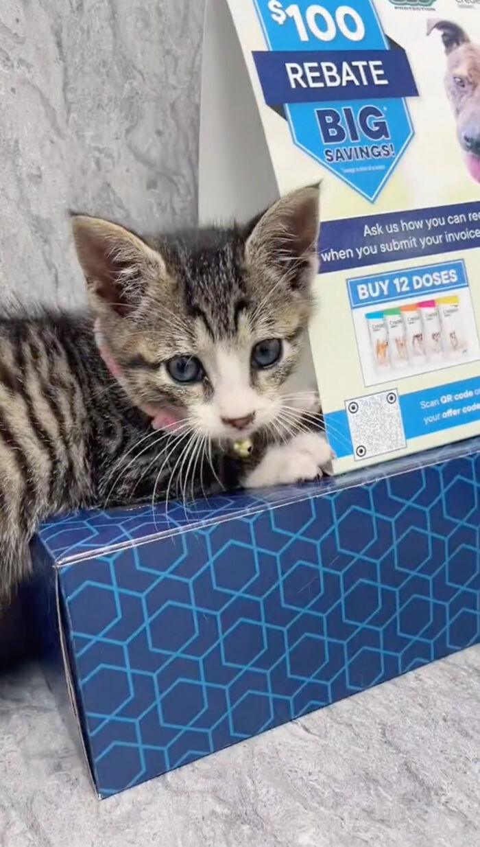 Kitten Wins Hearts Online After Asking To Be Rescued From The Bushes