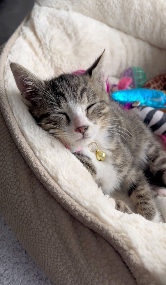 Kitten Wins Hearts Online After Asking To Be Rescued From The Bushes