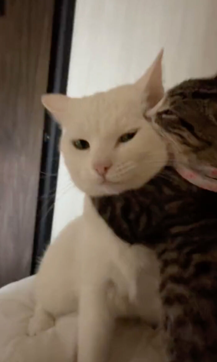 Kitten Wins Hearts Online After Asking To Be Rescued From The Bushes