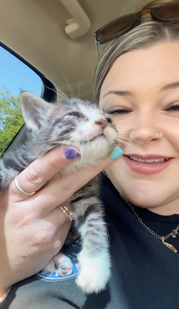 Kitten Wins Hearts Online After Asking To Be Rescued From The Bushes