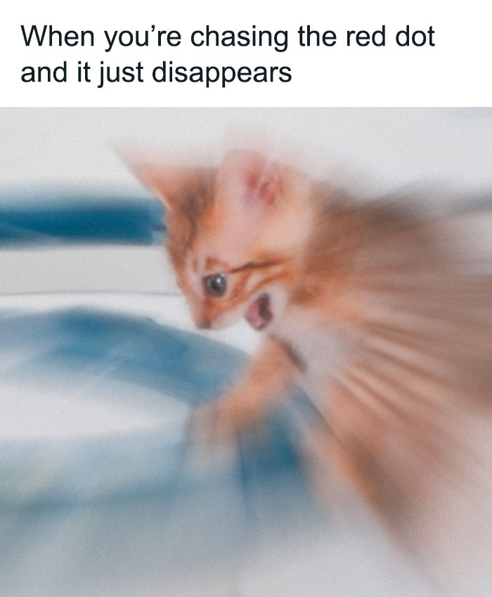 Adorable-Wholesome-Memes-Pics