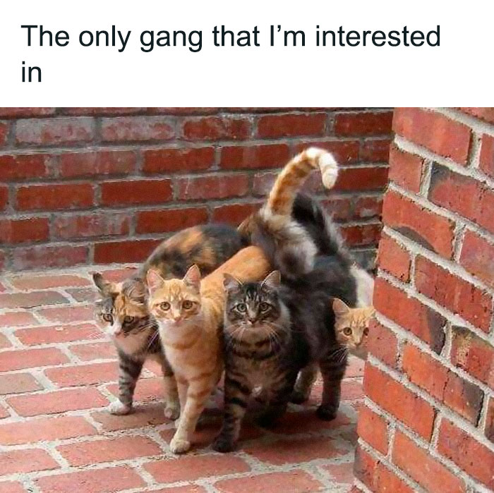 Adorable-Wholesome-Memes-Pics