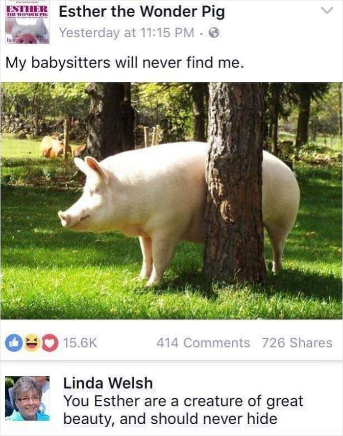 Adorable-Wholesome-Memes-Pics