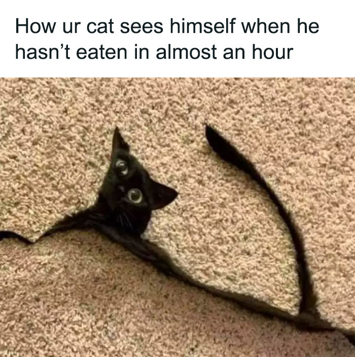 Adorable-Wholesome-Memes-Pics