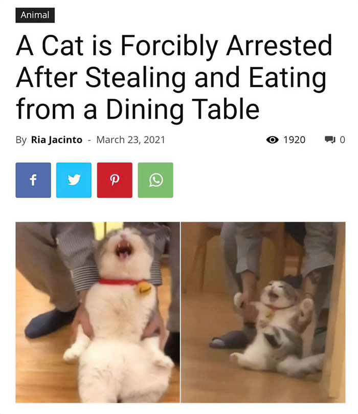 Adorable-Wholesome-Memes-Pics