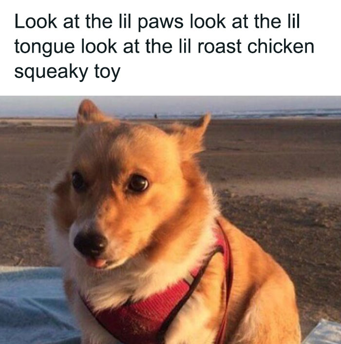 Adorable-Wholesome-Memes-Pics