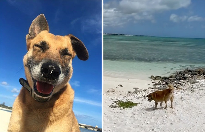 TikToker Gets Airbnb With Adorable Deaf and Blind Dog Who Guides Guests To The Beach