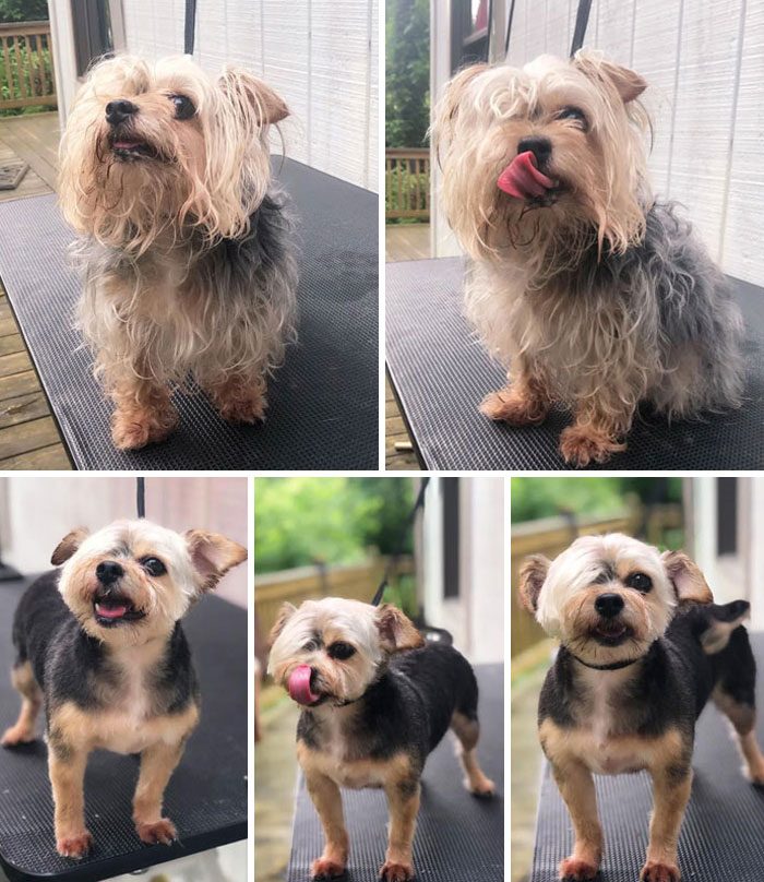 Pretty Sure She'll Want To Talk To The Manager About This Haircut