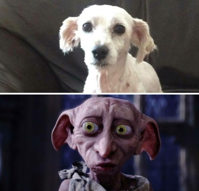 When My Dog Comes Home From The Groomers