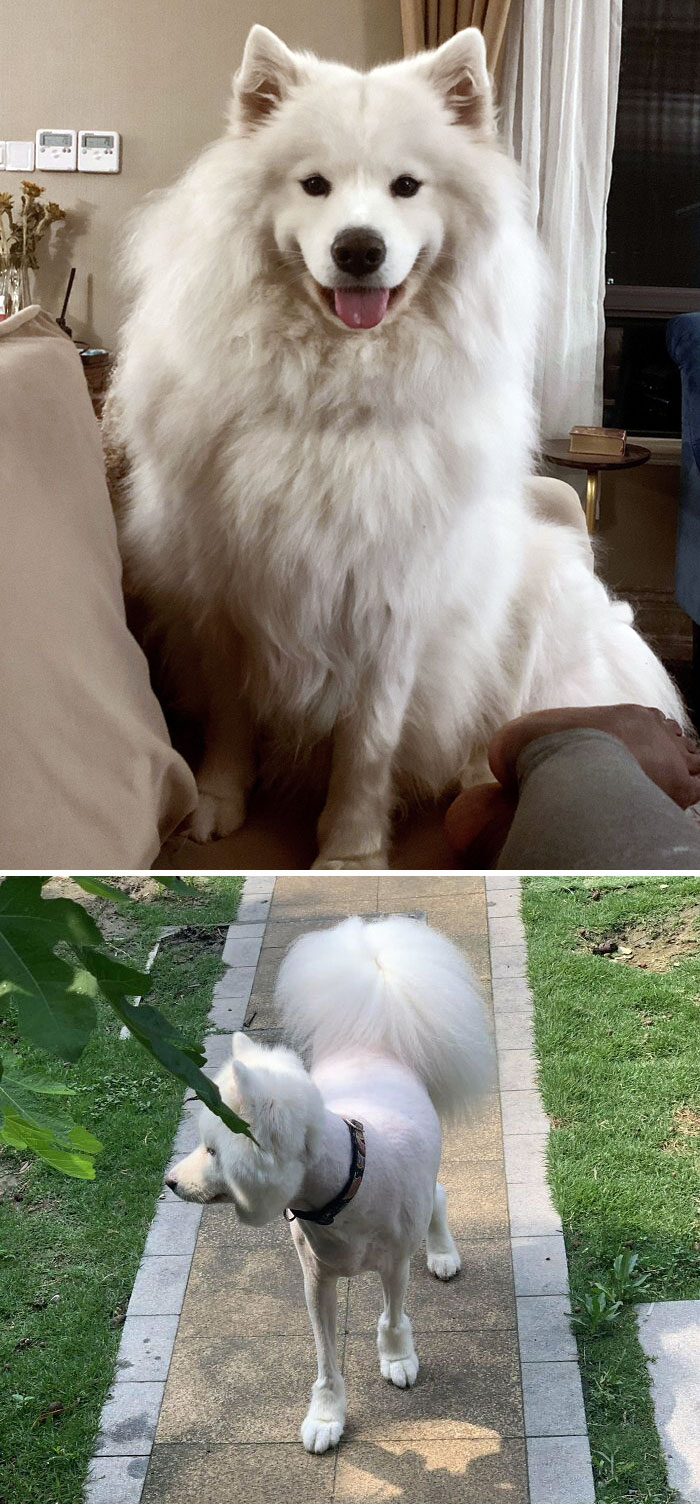 A Travesty Of Justice When Groomers Refuse To Follow Directions. My Poor Girl Is Naked And I Can Barely Recognize Her