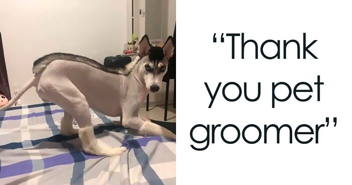 50 Pet Haircuts That, For Better Or Worse, Completely Transformed Their Look (New Pics)