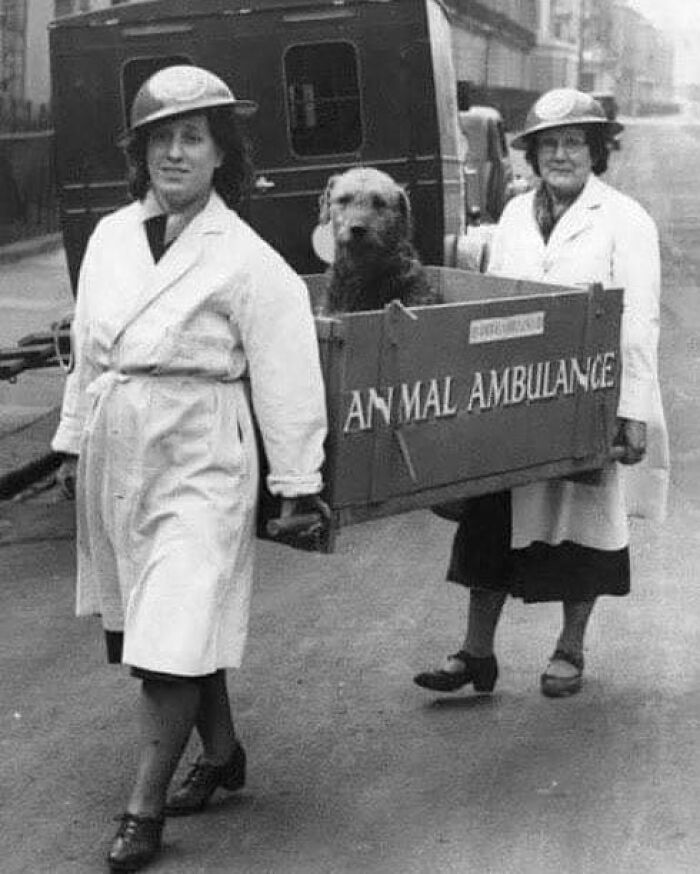 Injured Dog In An Animal Ambulance Used During Wwii