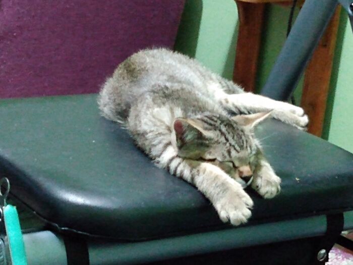 This Is Audi. He's Probably Just Over Three Months. He Was Found, And Now He Is Home