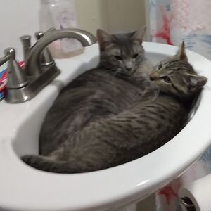 bouche_and_shyla avatar