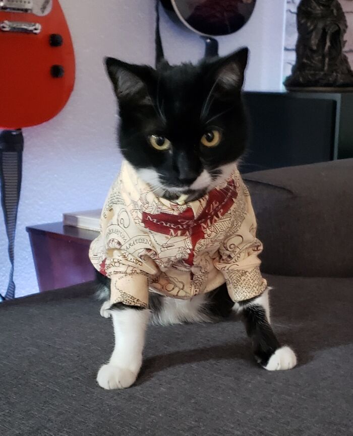 I Solemnly Swear I Am Up To No Good