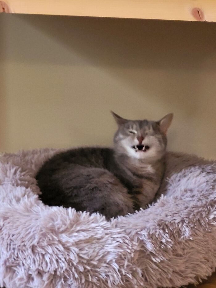 I Love How My Cat Looks Like She's Laughing