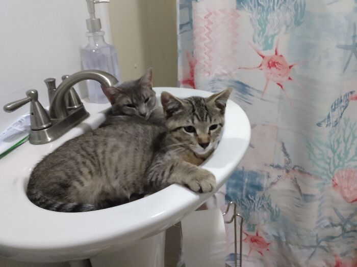 Bouche And Audi. Believe It Or Not, Audi Is The One In The Front. He's A Very Long Kitten