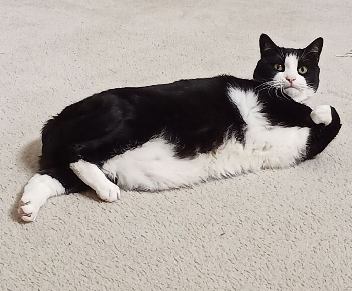 My Wonderful Cat, Loki. He'll Be Turning 6 On July 13th. He's One Of The Best Things I Have