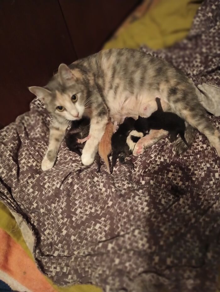 The Five Kittens That Where Born On 06 July,2023. That Is The Newest. My House Hs Old ,built In