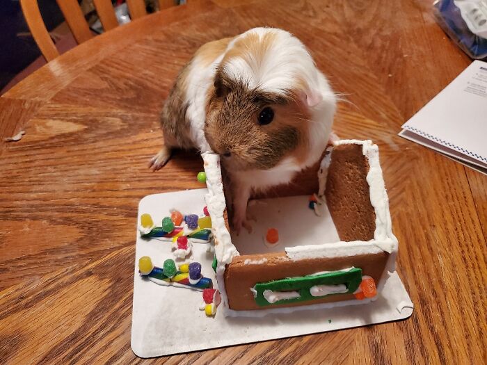 Hazel The Destroyer Of Gingerbread Houses