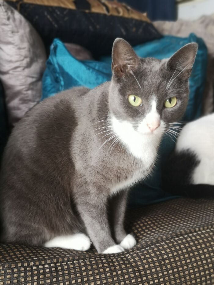 Mink, Found In Some Bushes 2 Years Ago