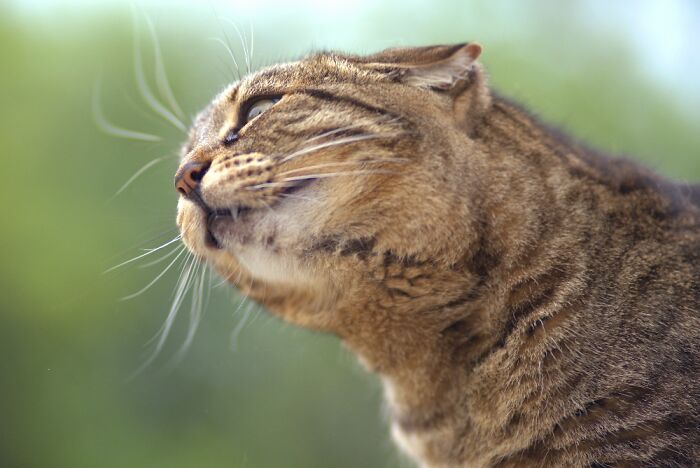 Found In The Woods 7 Years Ago. She Is My Tusi