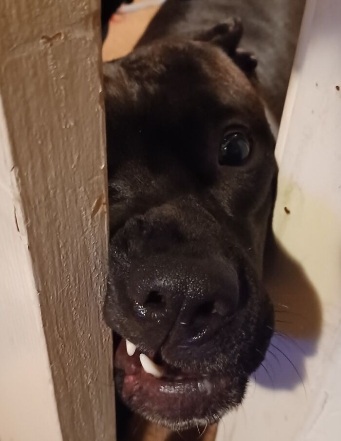 Gunner Wanted To Come In But I Was Decorating My Friends Gingerbread Set And Blocked The Door