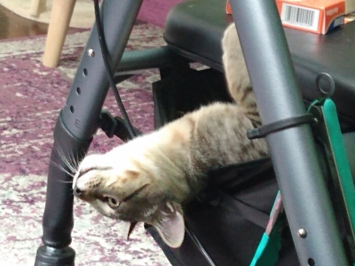 Audi Peeking Out Of My Walker Basket