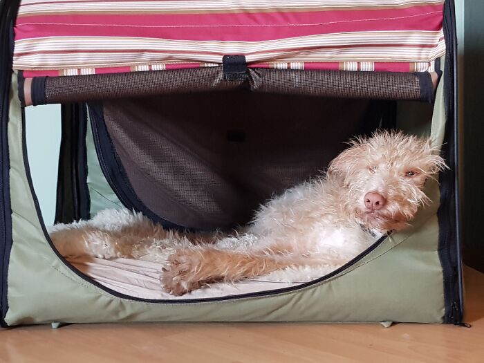 More Than 5k € In Vet Bills In 3 Months