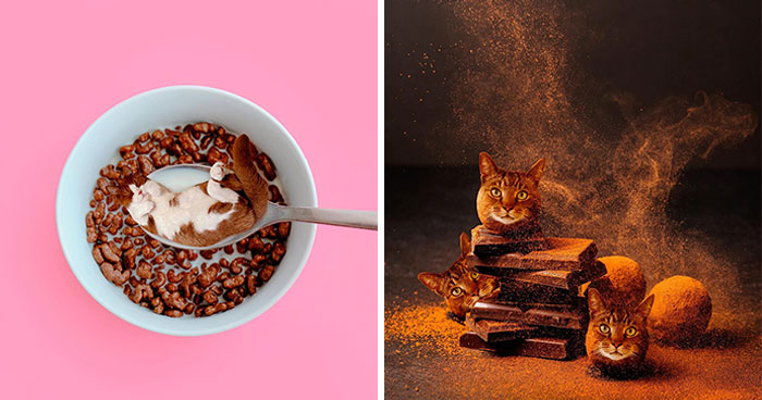 80 Weirdly Delicious Images Of Cats Photoshopped Into Food By This Artist (New Pics)