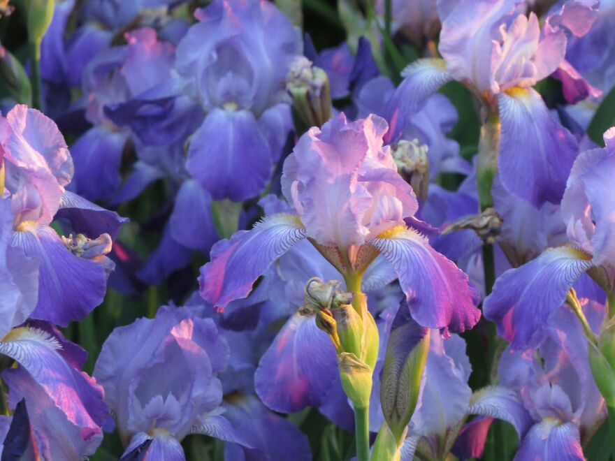 Floral Treasures Of Ireland: Exploring Native Irish Flowers