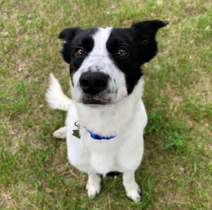 Heartwarming Video Showing Shelter Dog Saying Goodbye To Staff Members After Being Adopted Heartwarming Video Showing Shelter Dog Saying Goodbye To Staff Members After Being Adopted