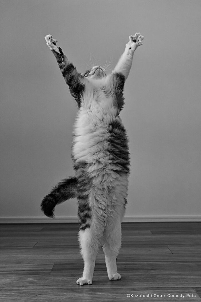 'Victoria' por Kazutoshi Ono