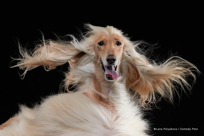 'Oscar ', por Lana Polykova