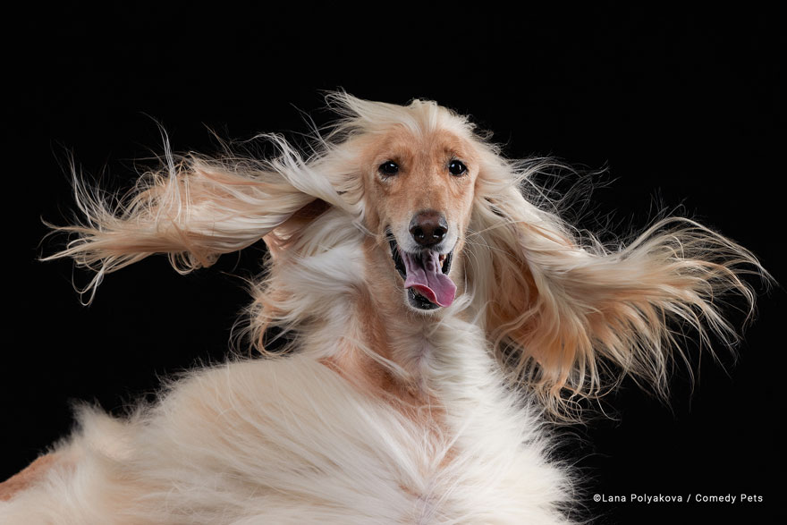 'Oscar ' By Lana Polykova