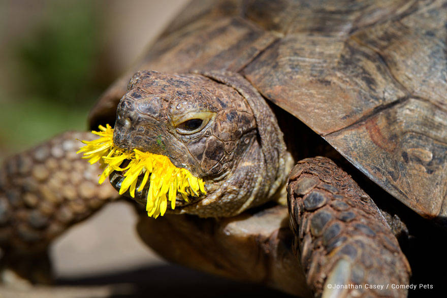 'Edgar's Dandelion' By Jonathan Casey