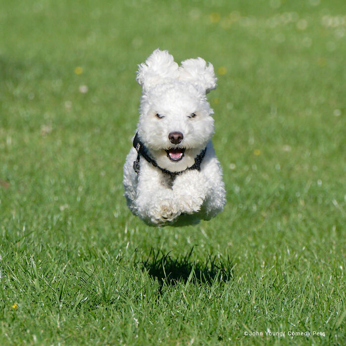 "Caniche volador", por John Young