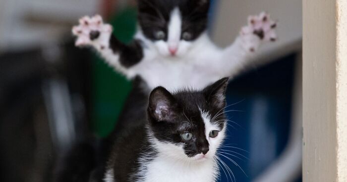 25 Finalistas de los Premios de fotografía Comedy Pet que te harán reír muchísimo