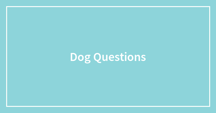 Dog Questions