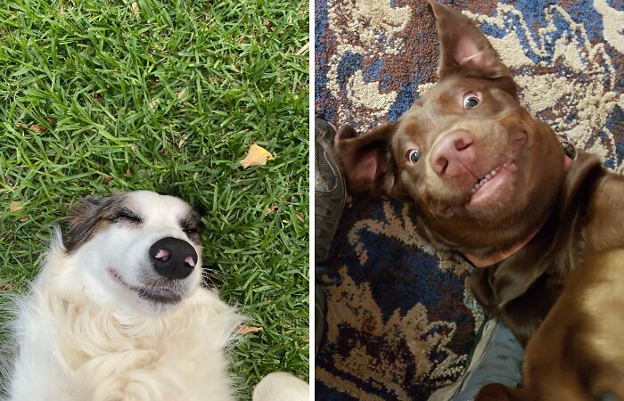 Hey Pandas, Post A Funny Picture Of Your Pet (Closed)