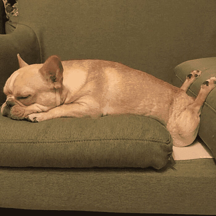 The Animals Who Refuse To Act Normally (22 Pics)