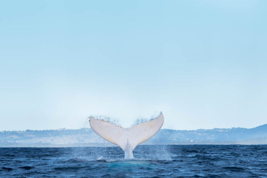 Migaloo Takes A Dive