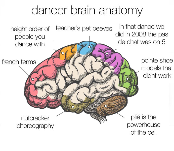 Dancer brain anatomy meme showing humorous categories related to dance.