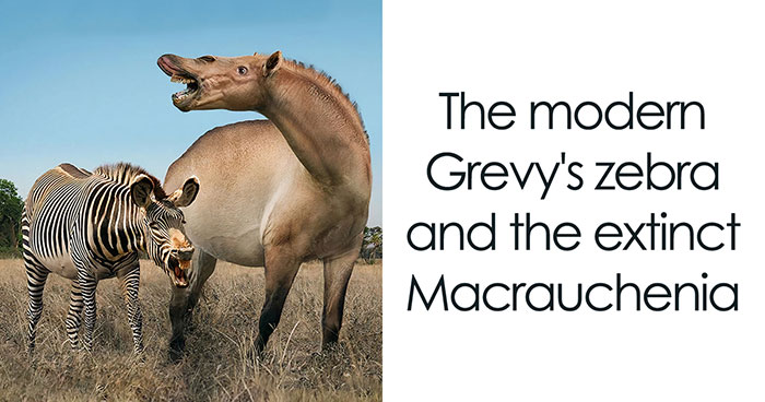 30 New Size Comparisons Of Extinct Species And Their Modern Relatives By Roman Uchytel